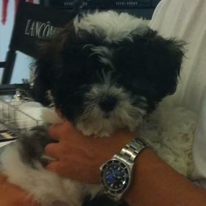 Meet your Posher, Merrily